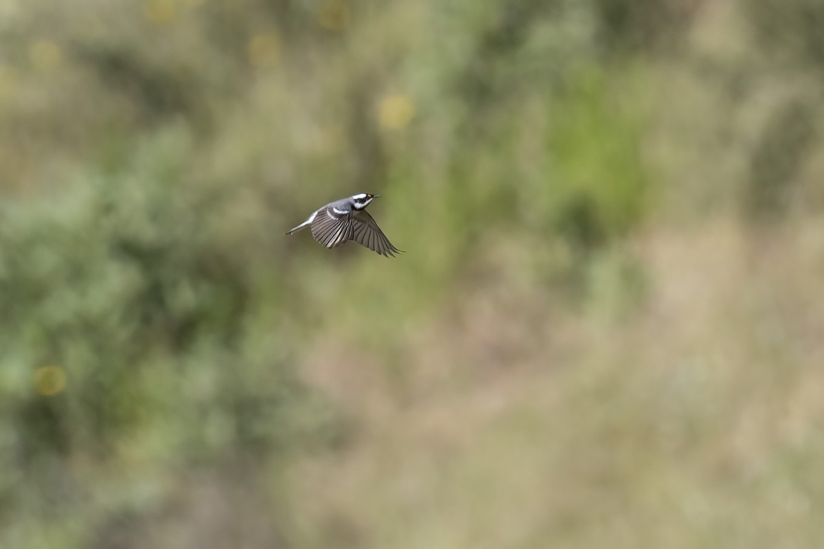 Black-throated Gray Warbler - ML617815611