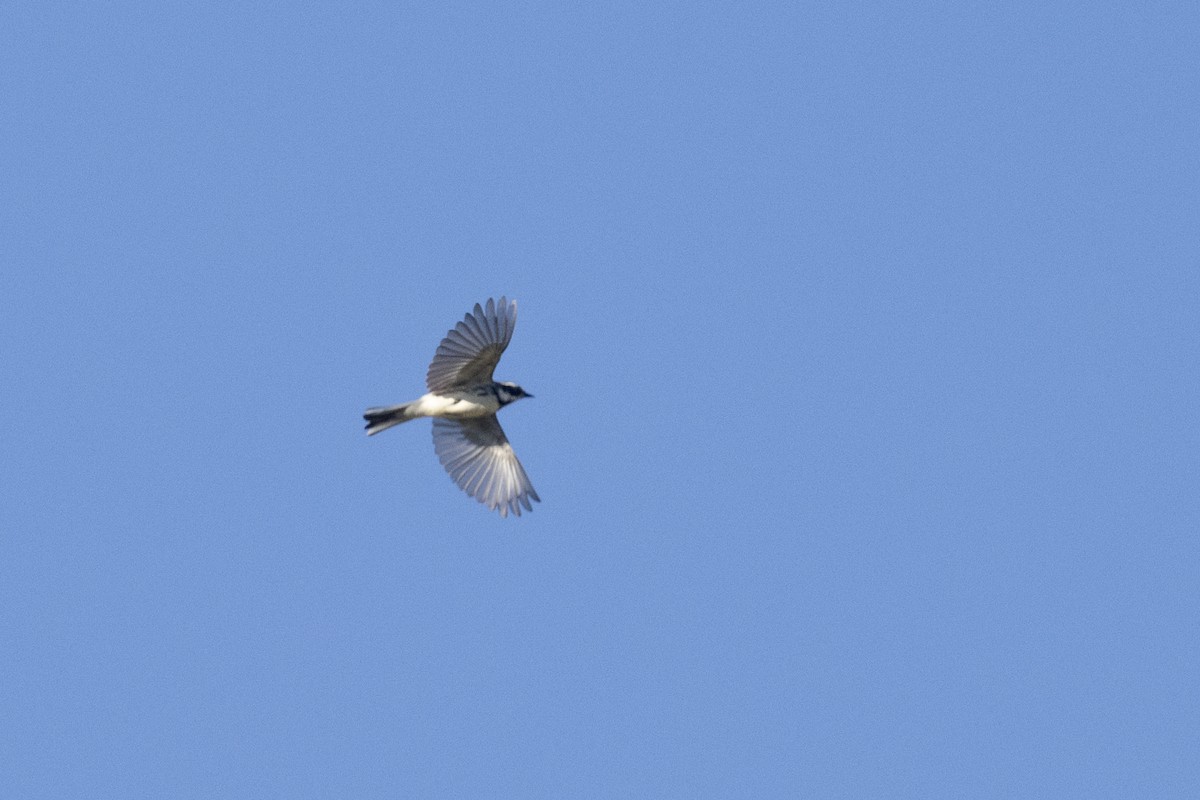 Black-throated Gray Warbler - ML617815612
