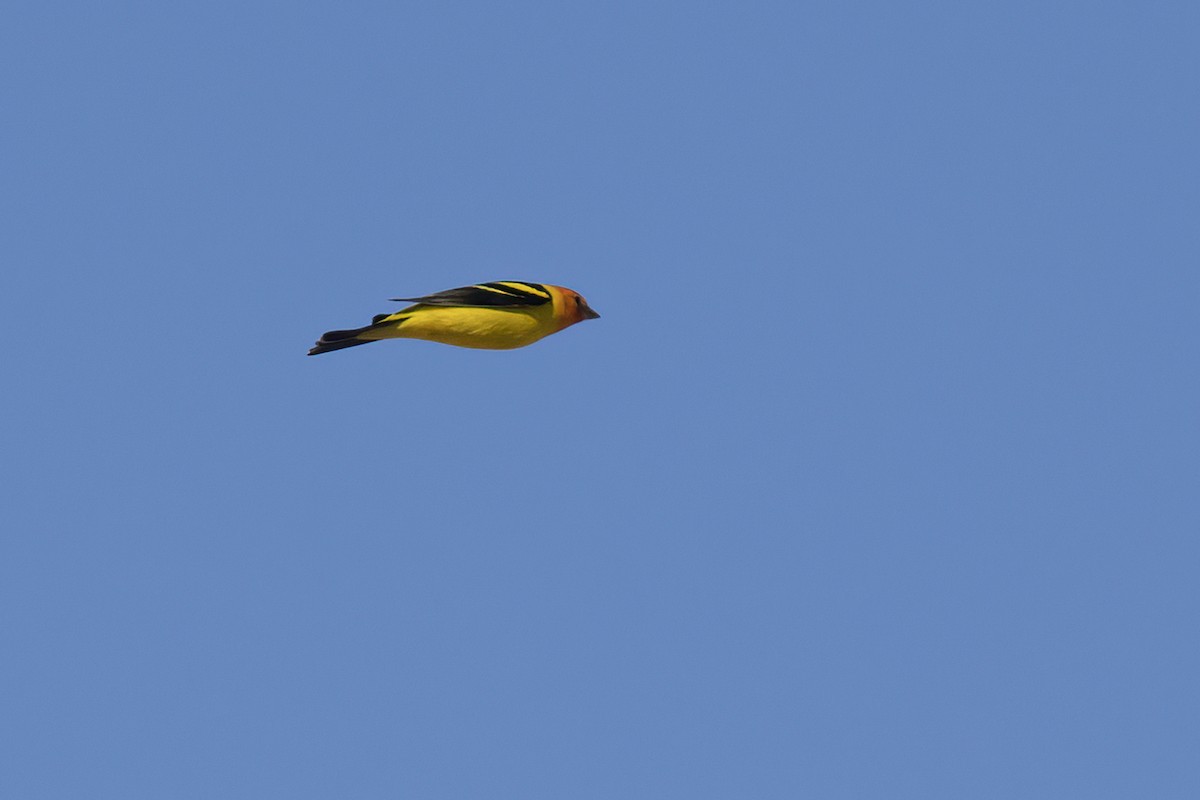 Western Tanager - ML617815654