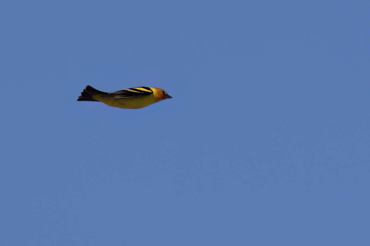 Western Tanager - ML617815656
