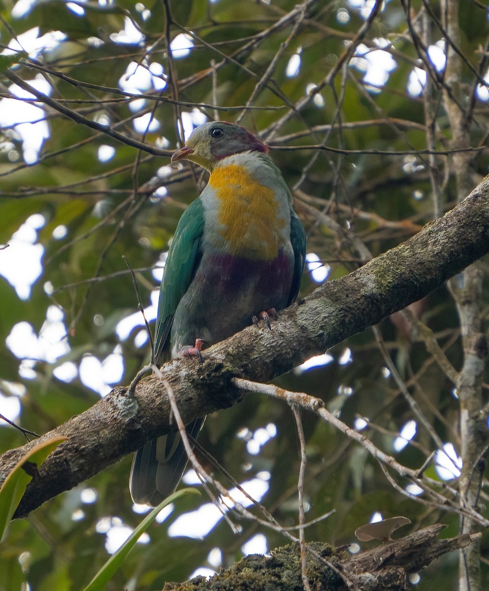 Yellow-breasted Fruit-Dove - ML617815733