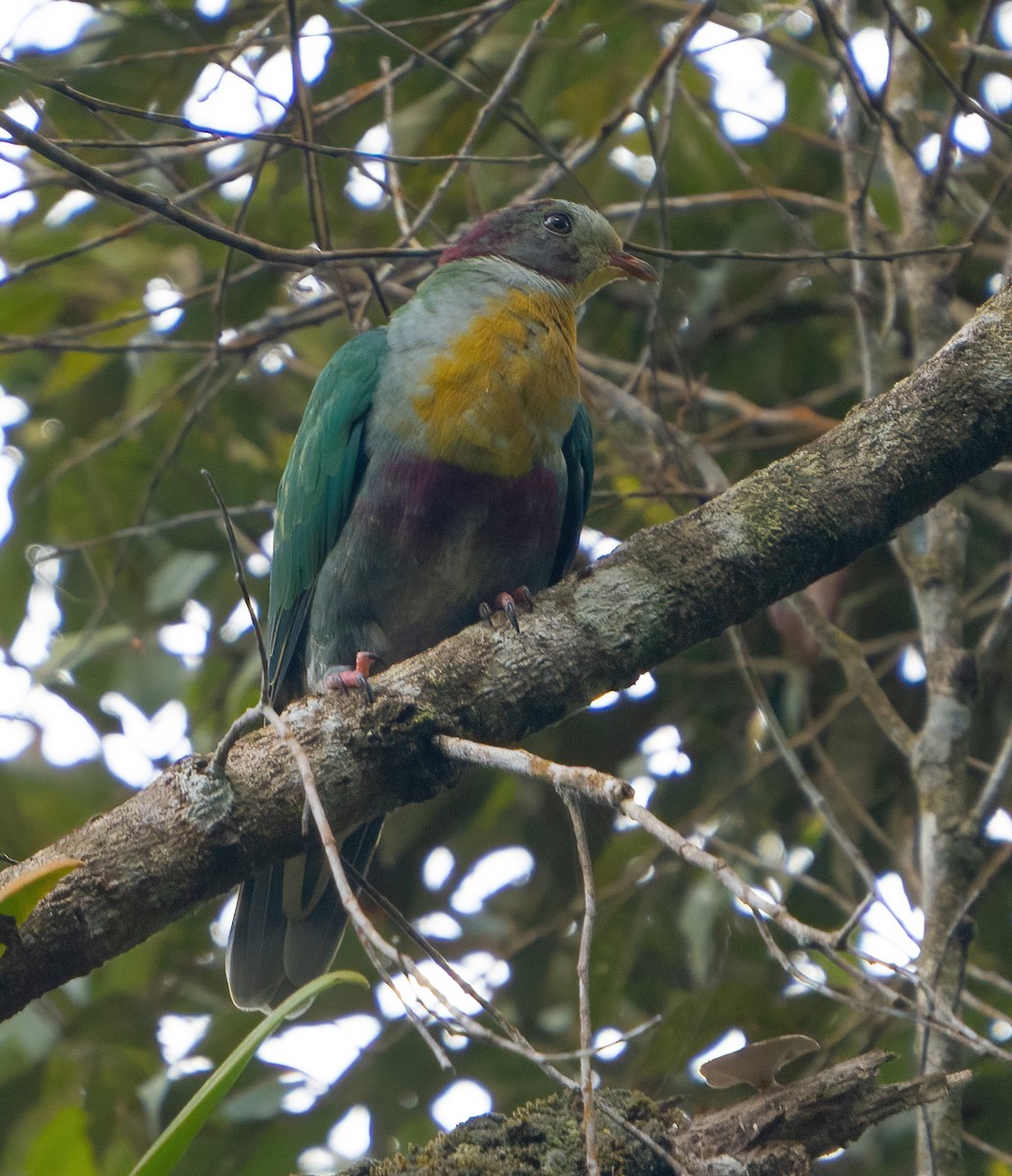Yellow-breasted Fruit-Dove - ML617815734