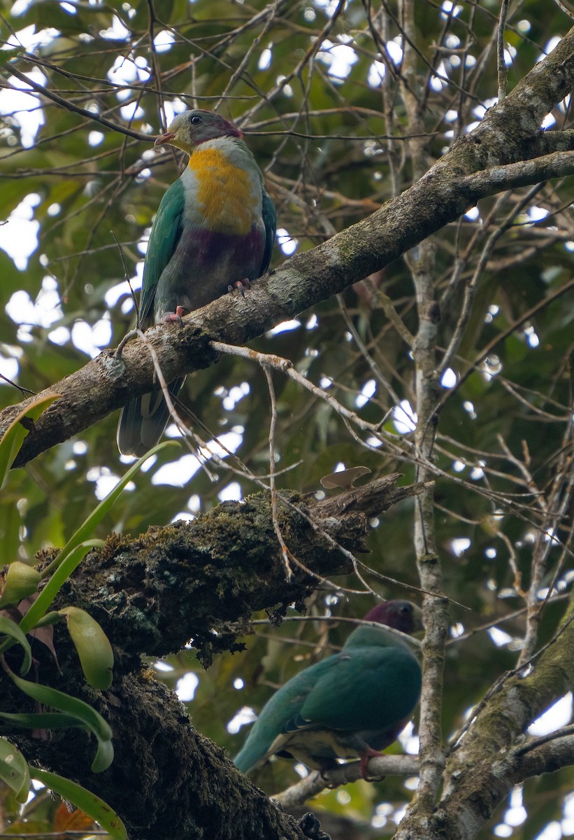 Yellow-breasted Fruit-Dove - ML617815735