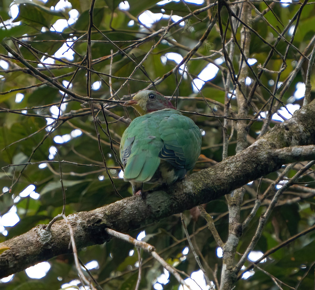 Yellow-breasted Fruit-Dove - ML617815754
