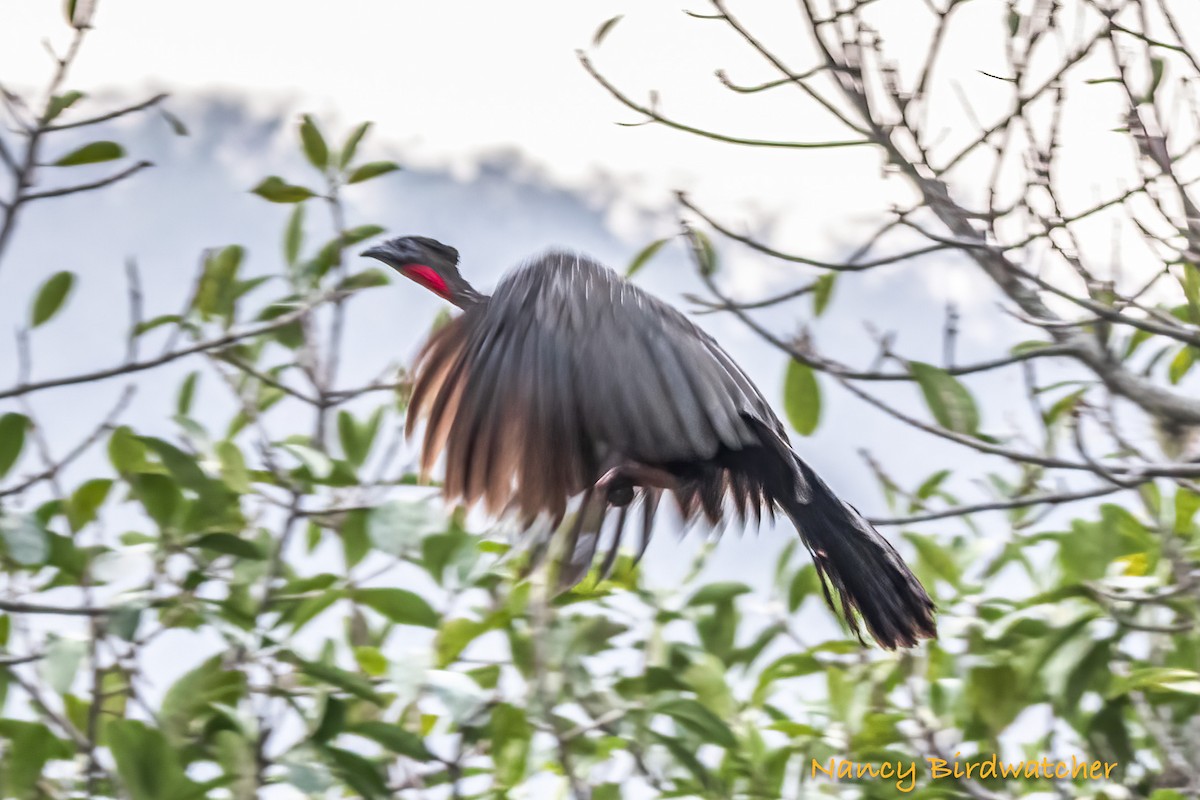 Crested Guan - ML617815848