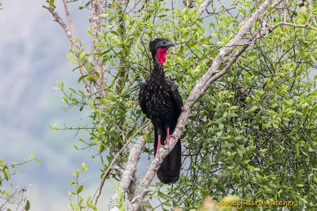 Crested Guan - ML617815849