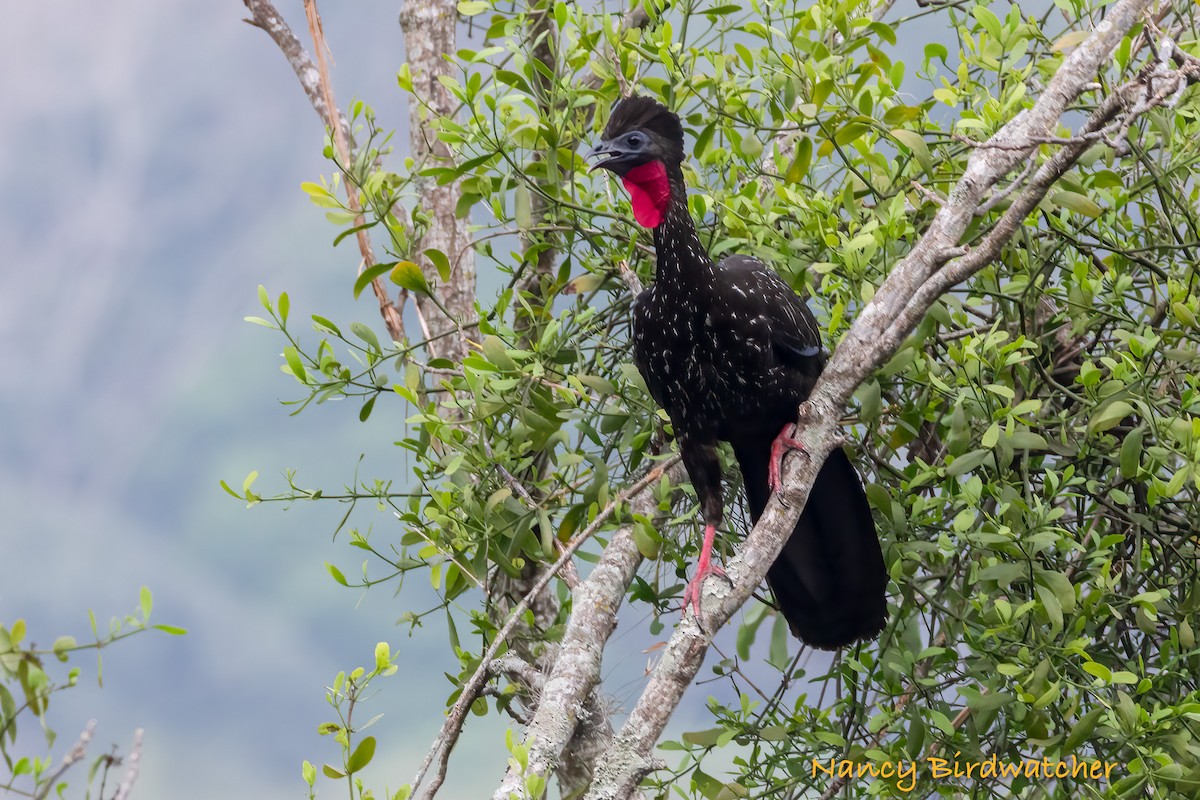 Crested Guan - ML617815850
