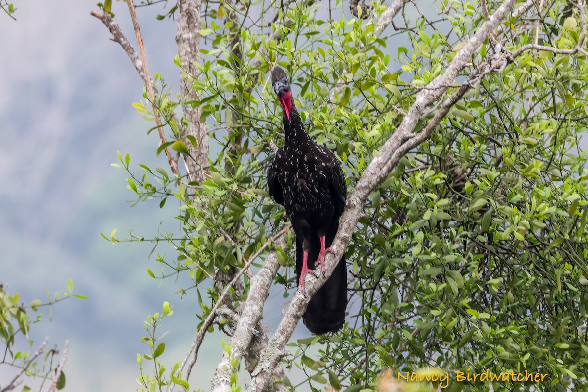 Crested Guan - ML617815851