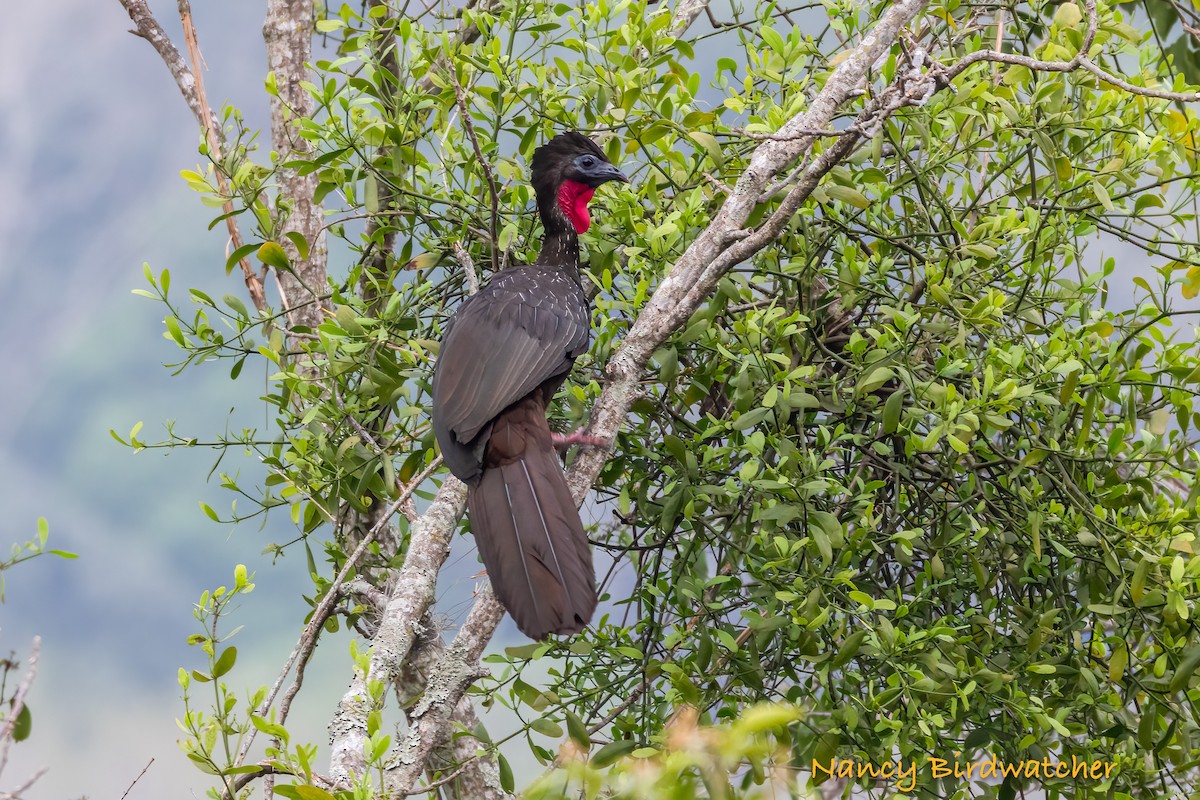 Crested Guan - ML617815852