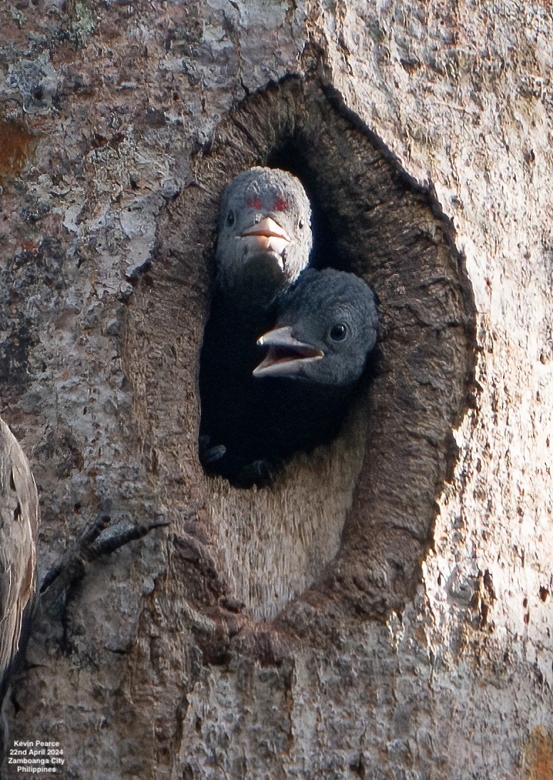 Southern Sooty-Woodpecker - Kevin Pearce