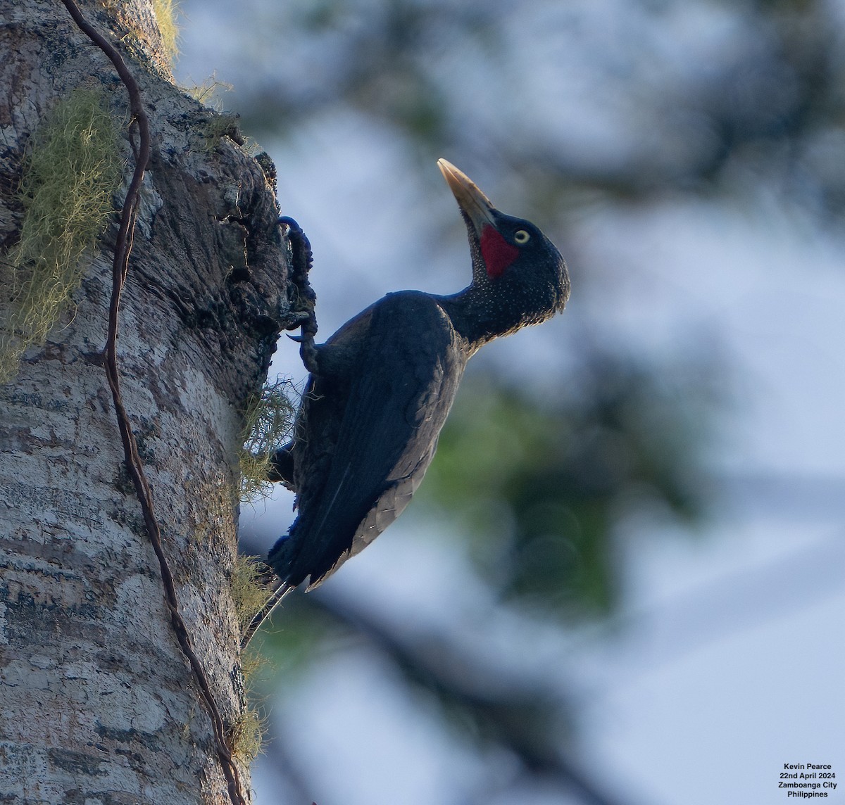 Southern Sooty-Woodpecker - ML617815869