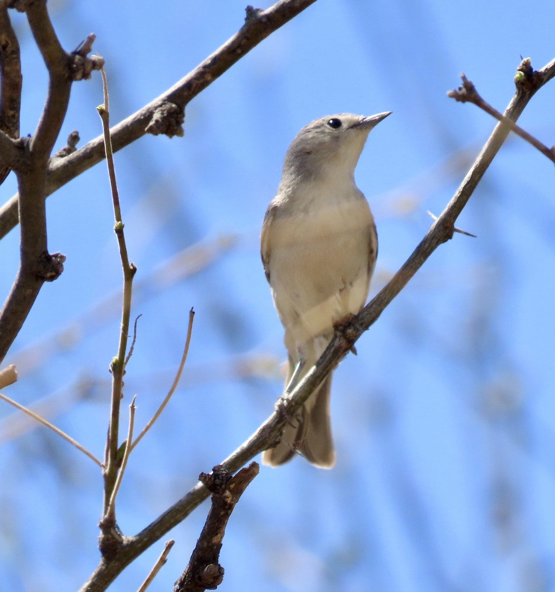 Lucy's Warbler - ML617815901