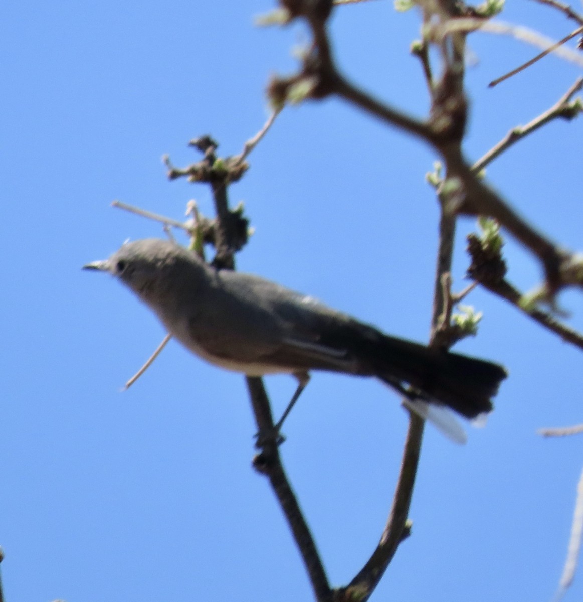 Lucy's Warbler - ML617815905