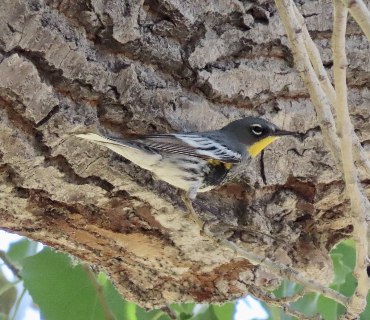 Yellow-rumped Warbler (Audubon's) - ML617815909