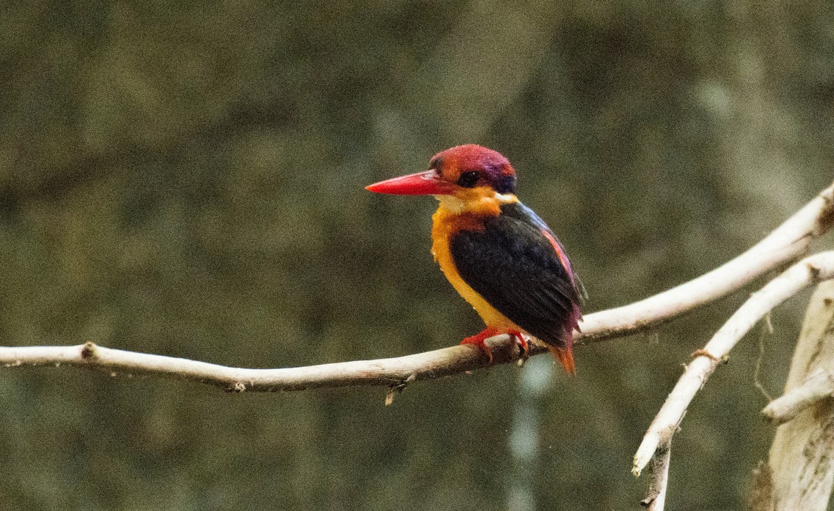 Black-backed Dwarf-Kingfisher - ML617815928