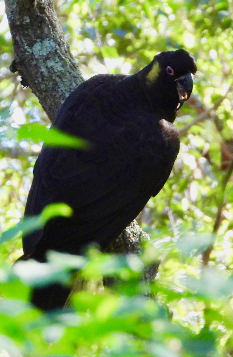 Yellow-tailed Black-Cockatoo - ML617815935