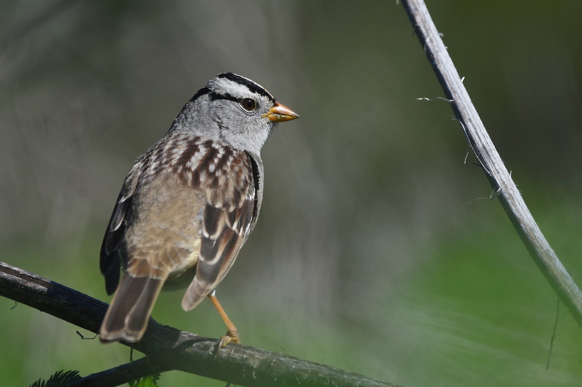 White-crowned Sparrow (Gambel's) - ML617815947