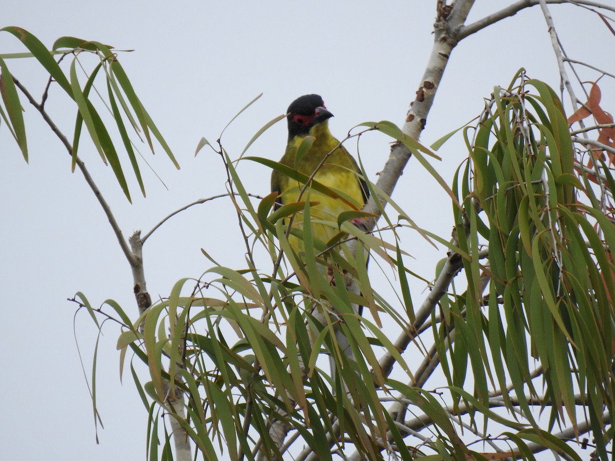 Australasian Figbird - ML617815956