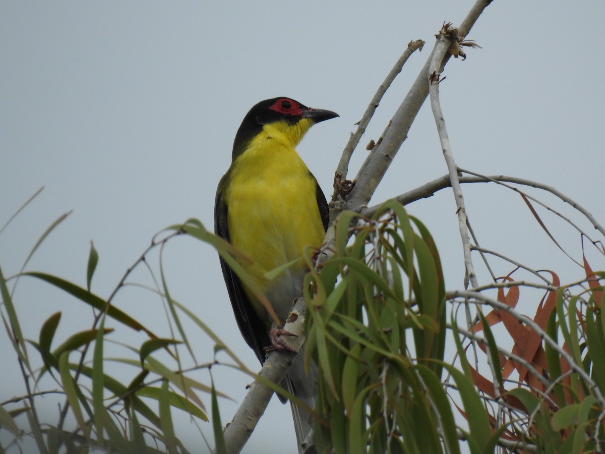 Australasian Figbird - ML617815959