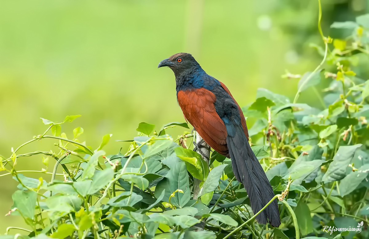 Greater Coucal - ML617815968