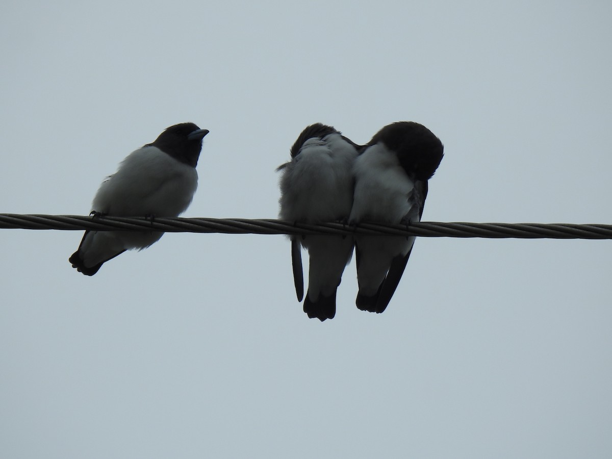 White-breasted Woodswallow - ML617815972