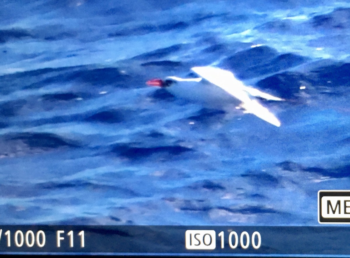 Red-tailed Tropicbird - ML617816048