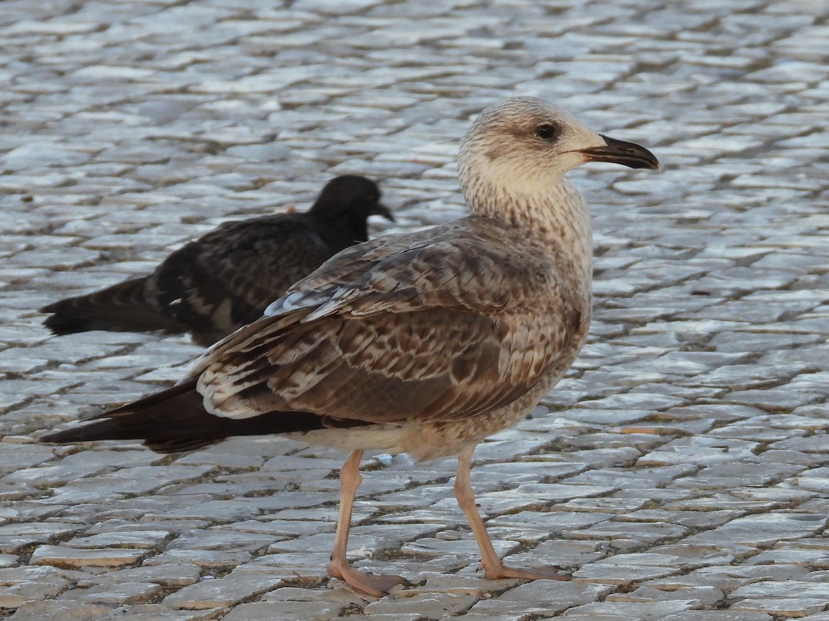 Lesser Black-backed Gull - ML617816091