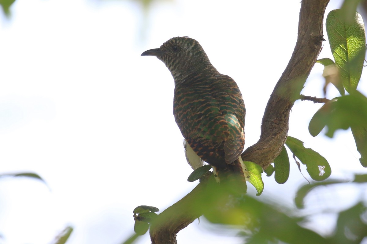 African Emerald Cuckoo - ML617816124