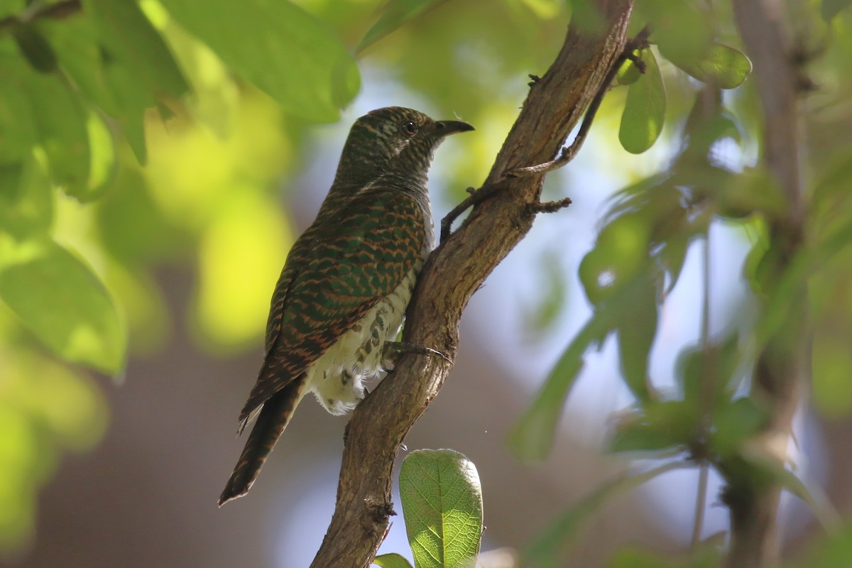 African Emerald Cuckoo - ML617816125