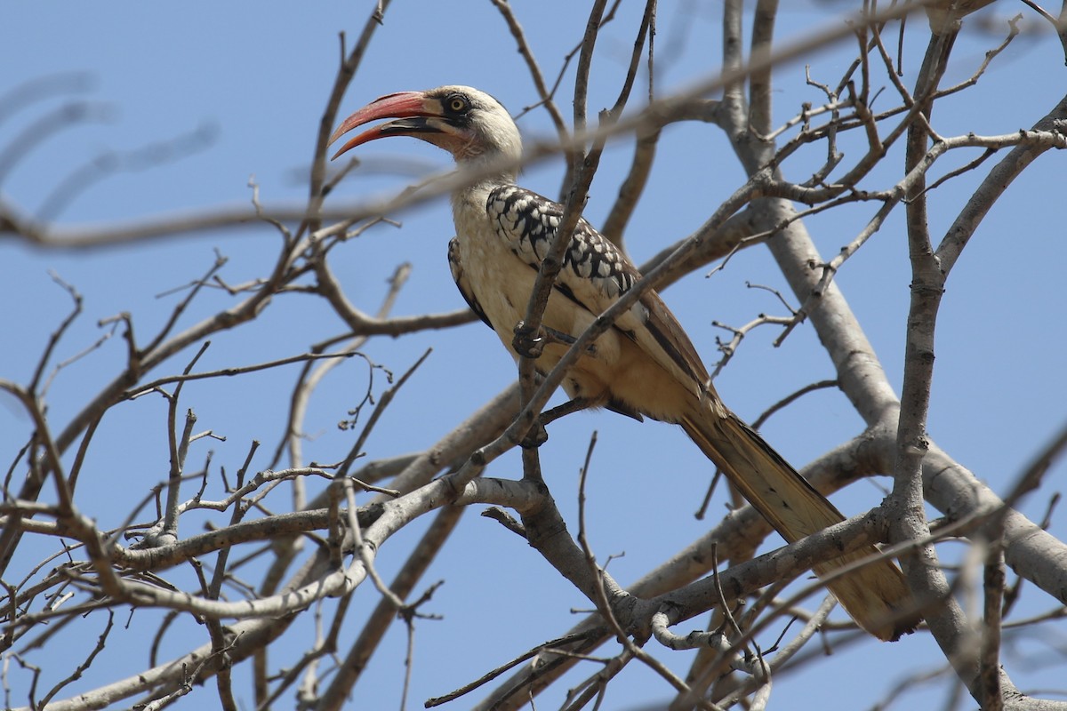 Tanzanian Red-billed Hornbill - ML617816135