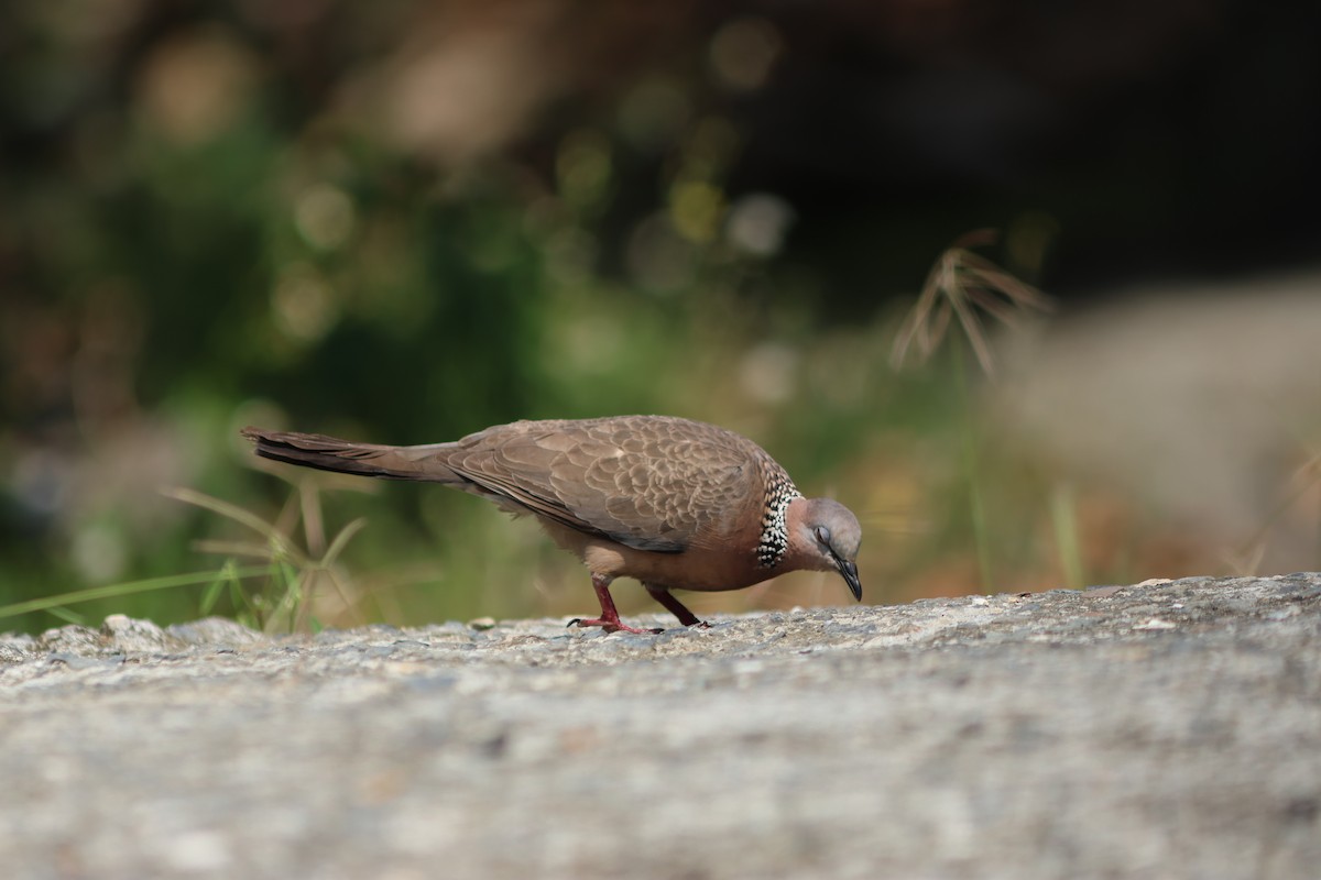 Spotted Dove - ML617816144