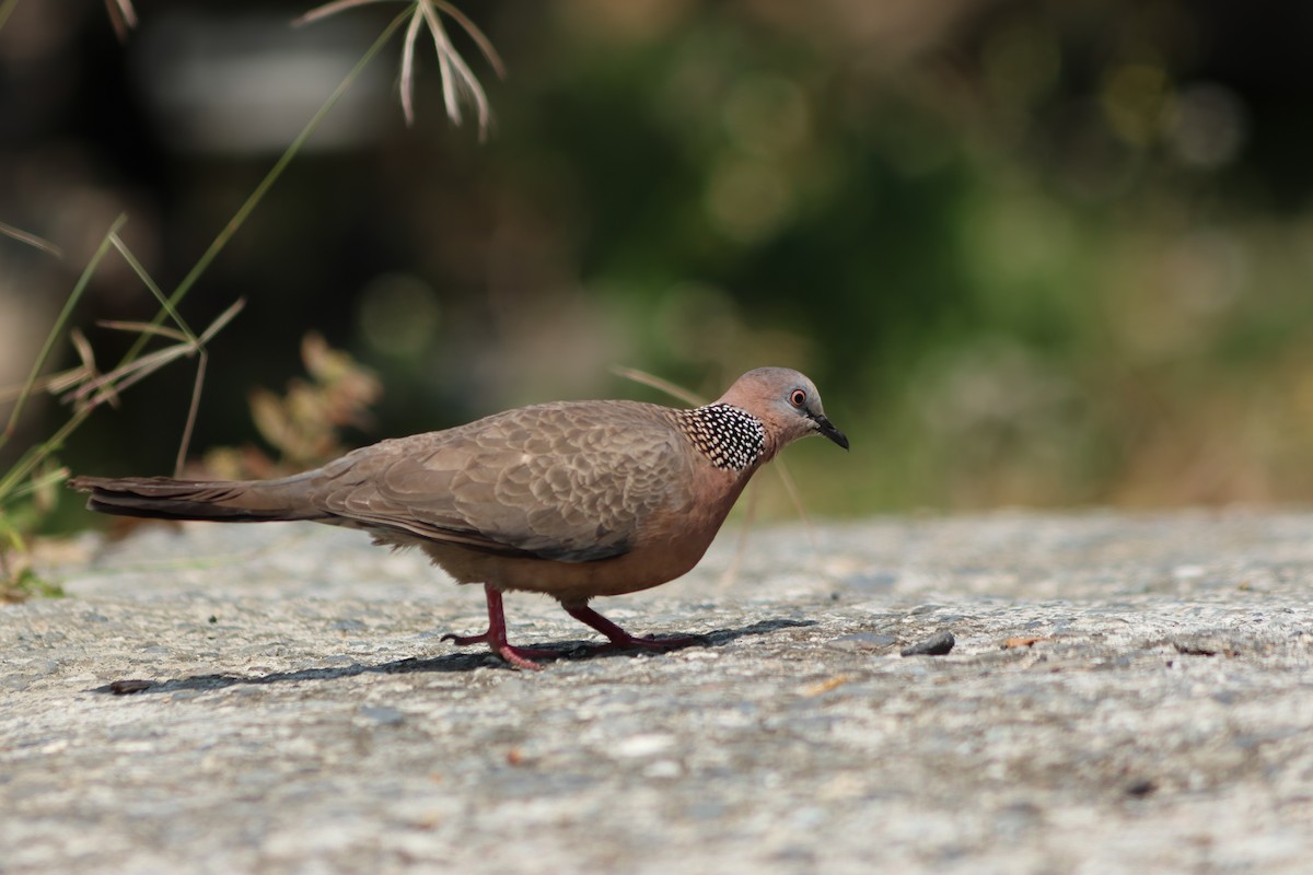 Spotted Dove - ML617816146