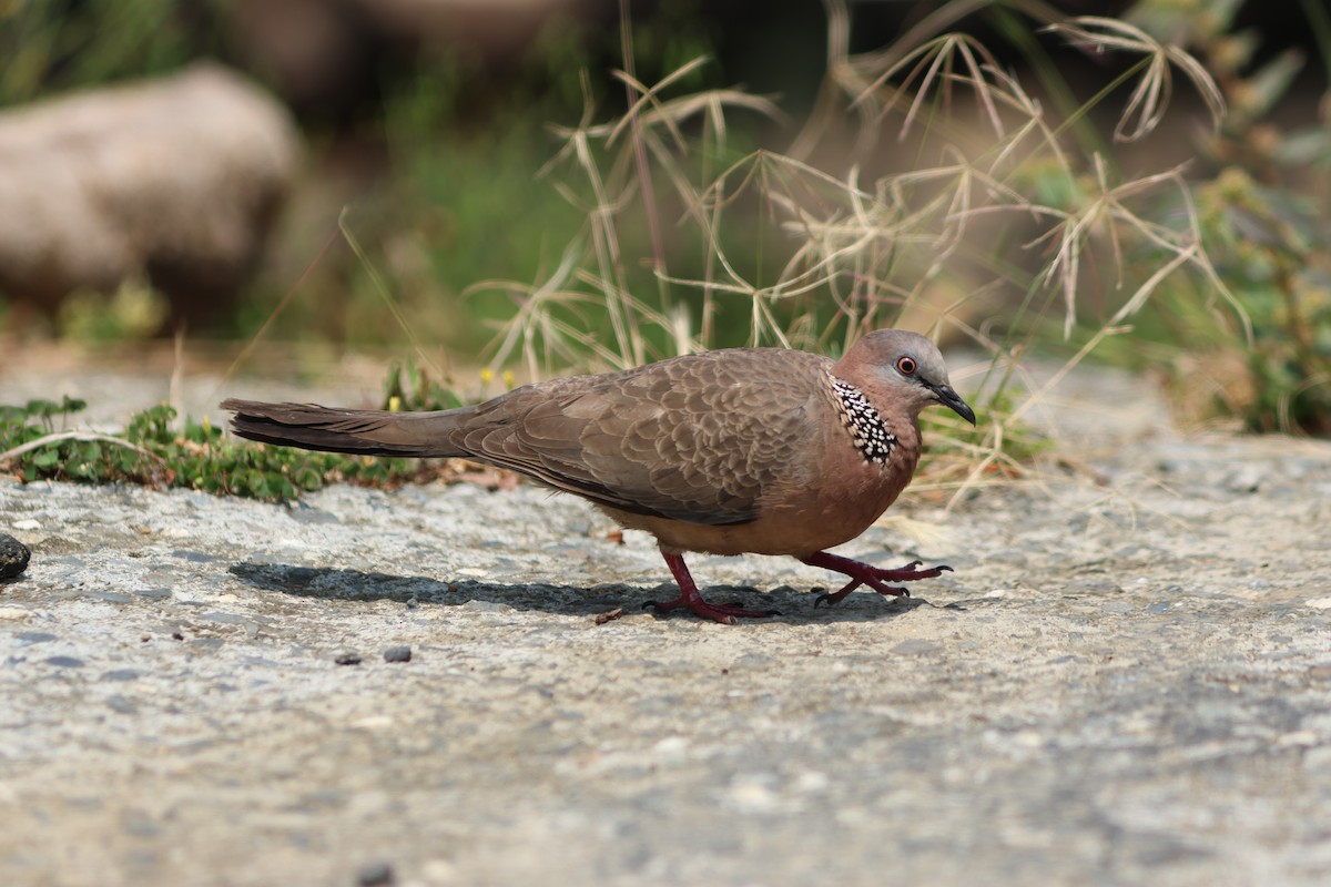 Spotted Dove - ML617816147