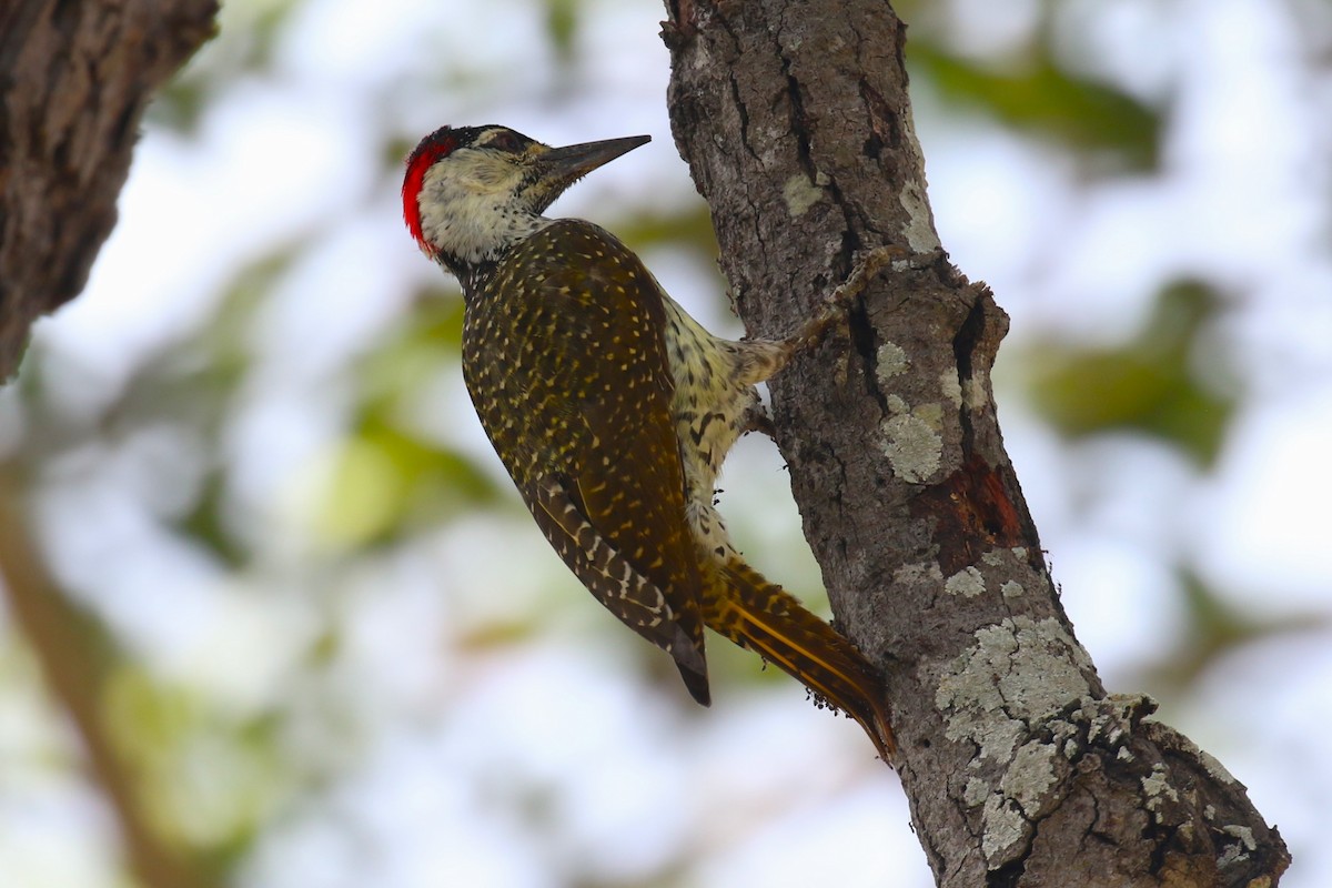 Golden-tailed Woodpecker - ML617816153