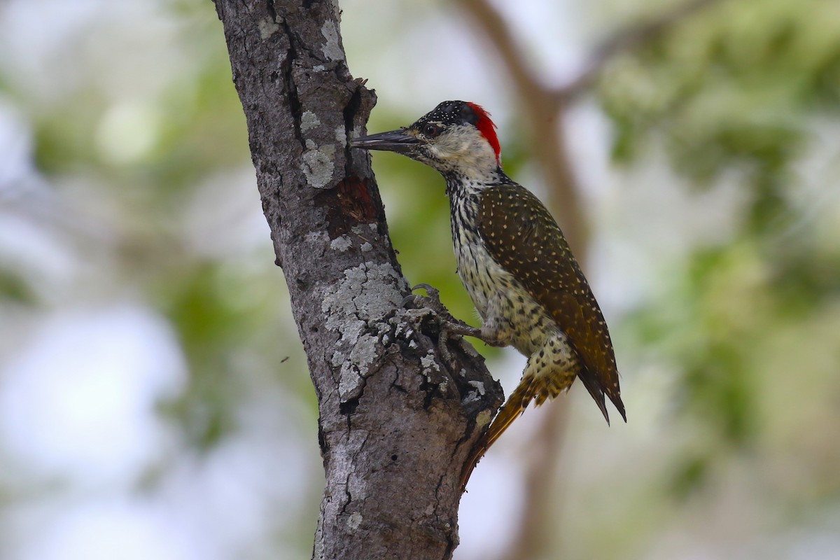 Golden-tailed Woodpecker - Fikret Ataşalan