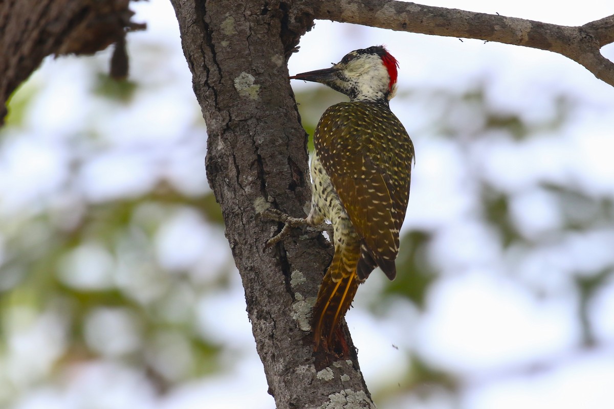 Golden-tailed Woodpecker - ML617816155
