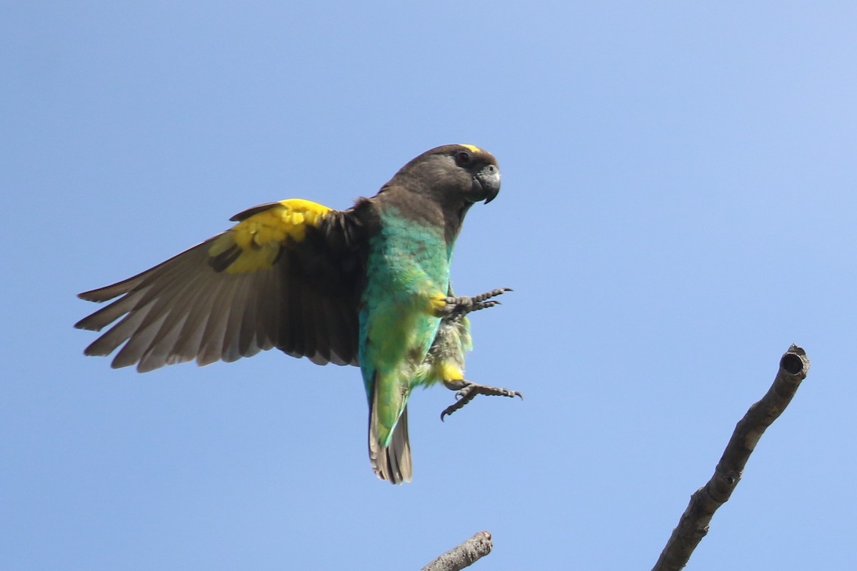 papoušek žlutotemenný - ML617816170