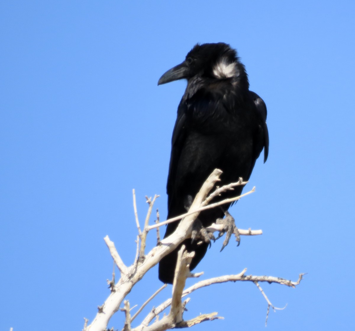 Chihuahuan Raven - ML617816193