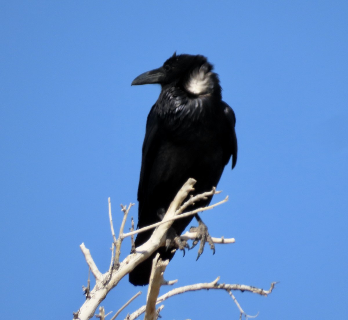 Chihuahuan Raven - ML617816194