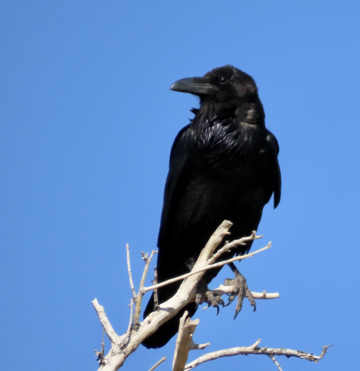 Chihuahuan Raven - ML617816195