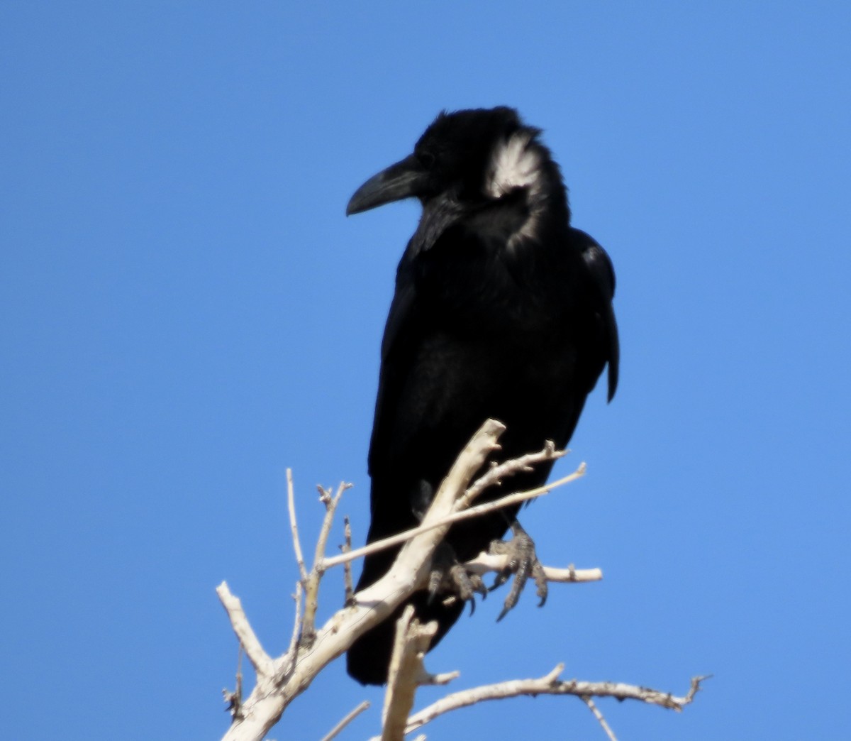 Chihuahuan Raven - ML617816196