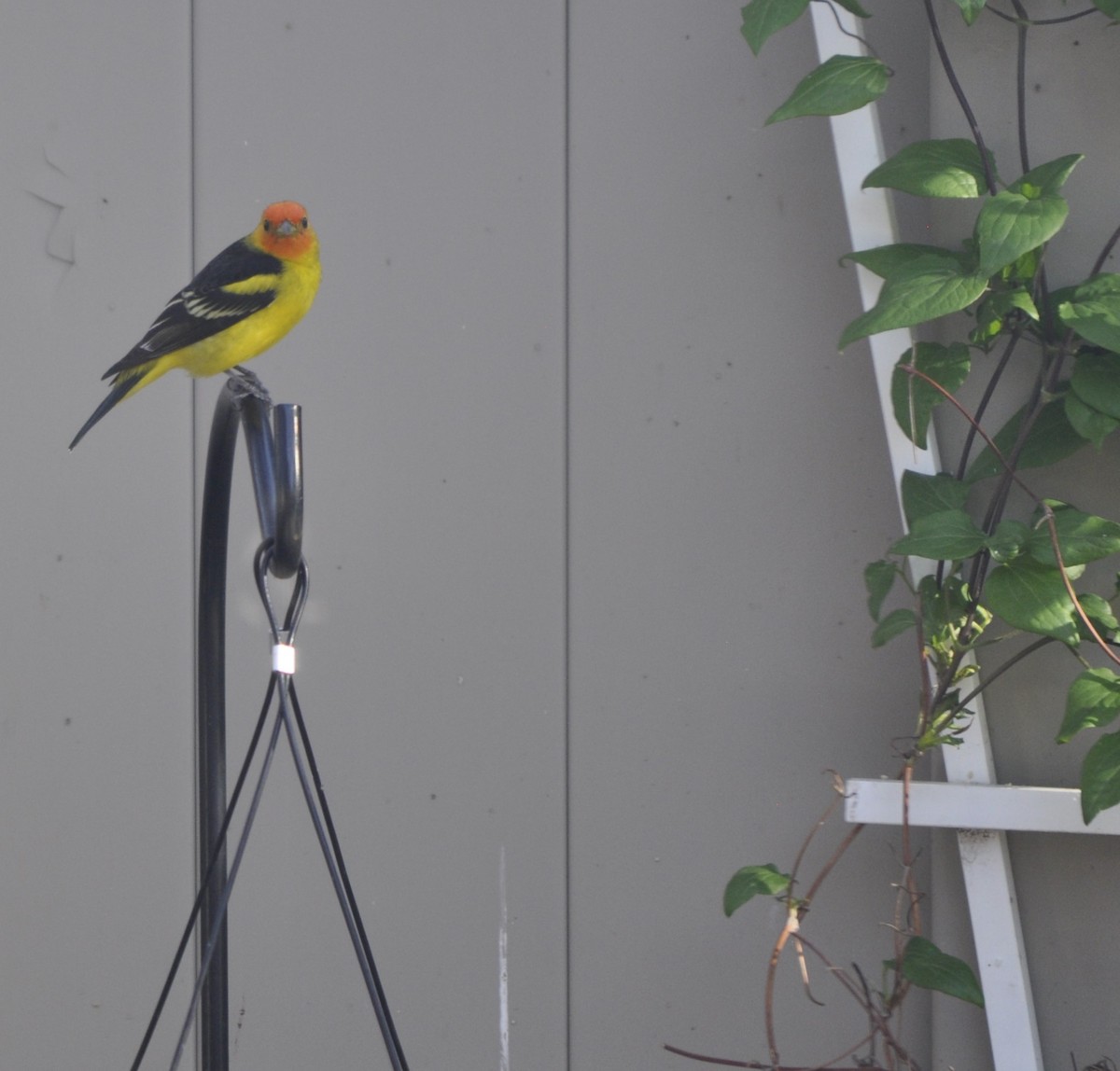 Western Tanager - ML617816218