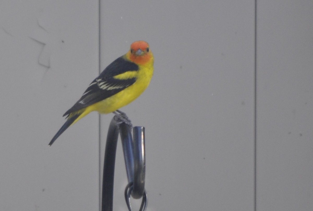 Western Tanager - ML617816227
