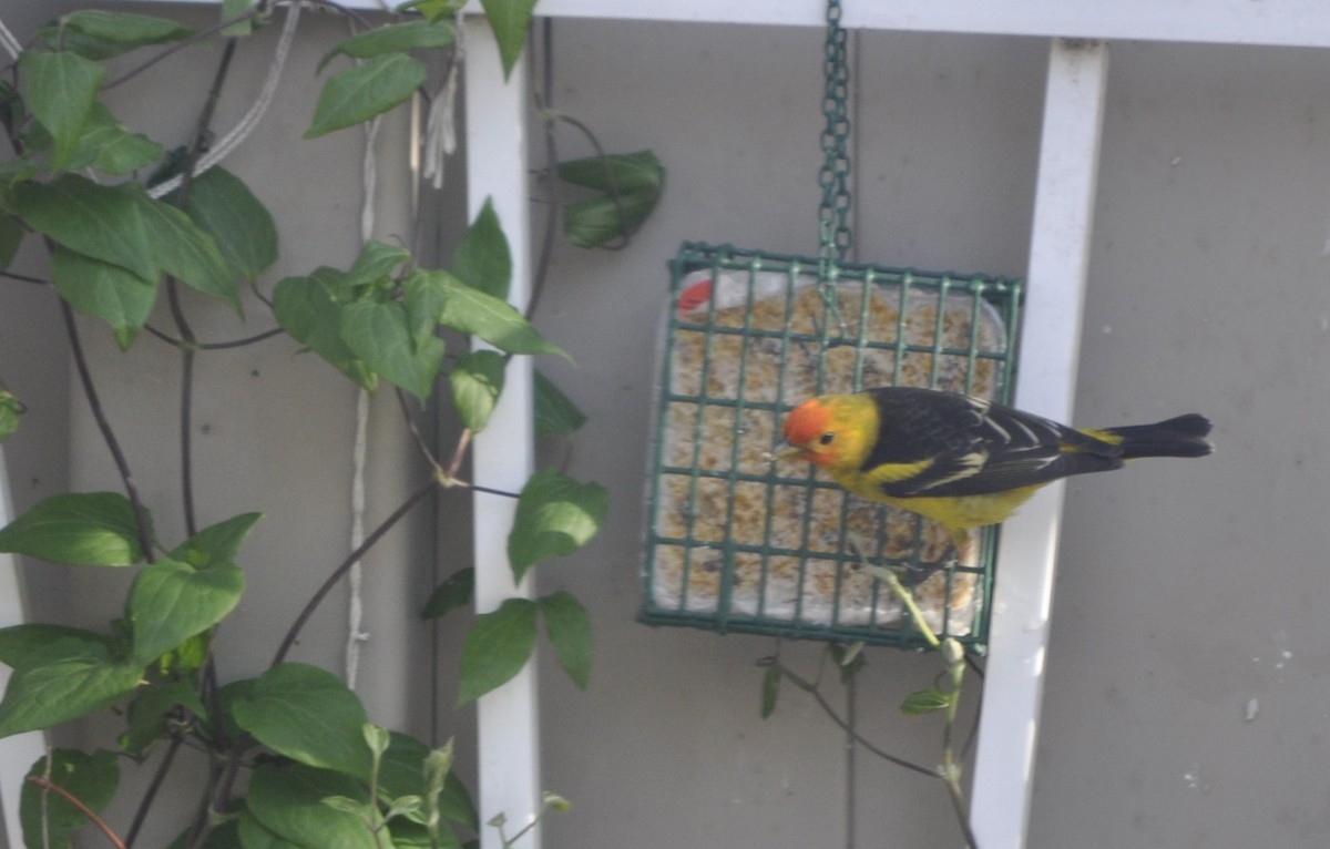 Western Tanager - ML617816228