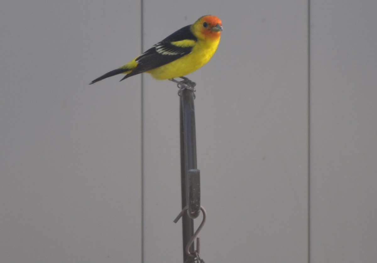 Western Tanager - ML617816229