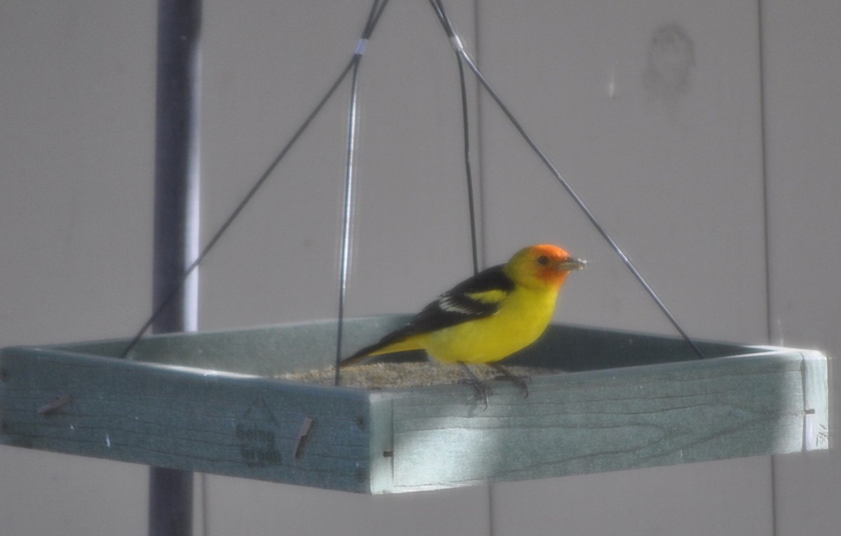 Western Tanager - ML617816230