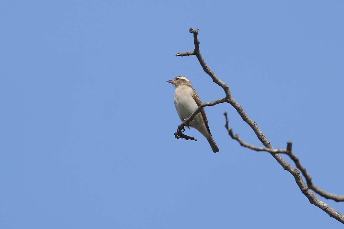 Yellow-spotted Bush Sparrow - Fikret Ataşalan