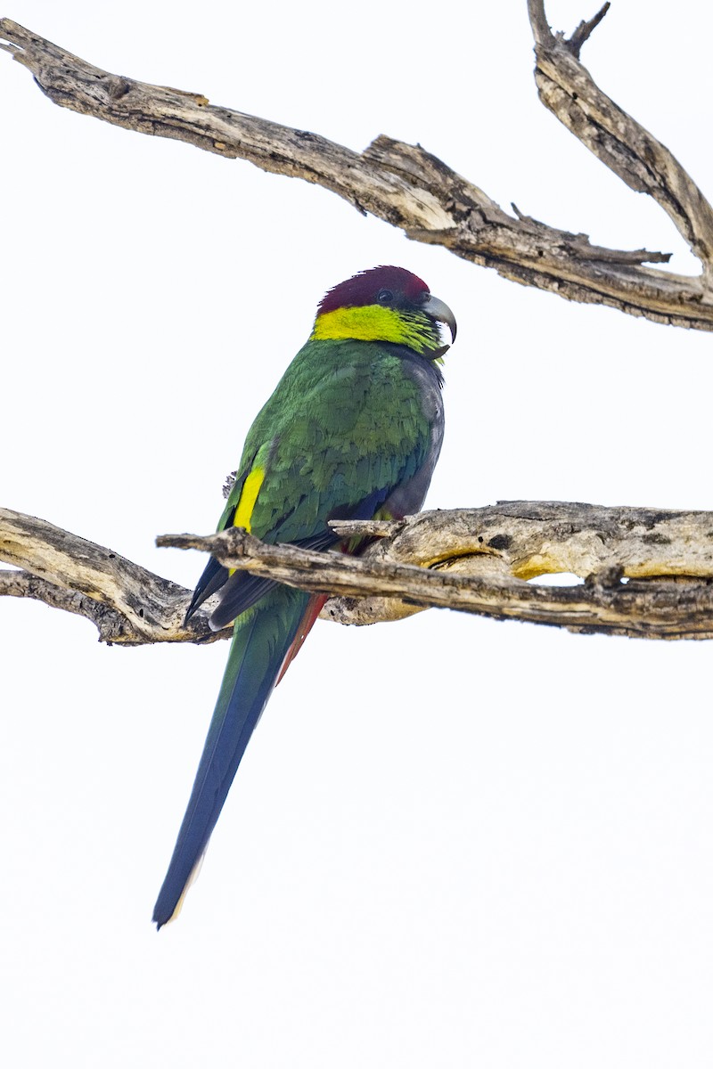Red-capped Parrot - ML617816253