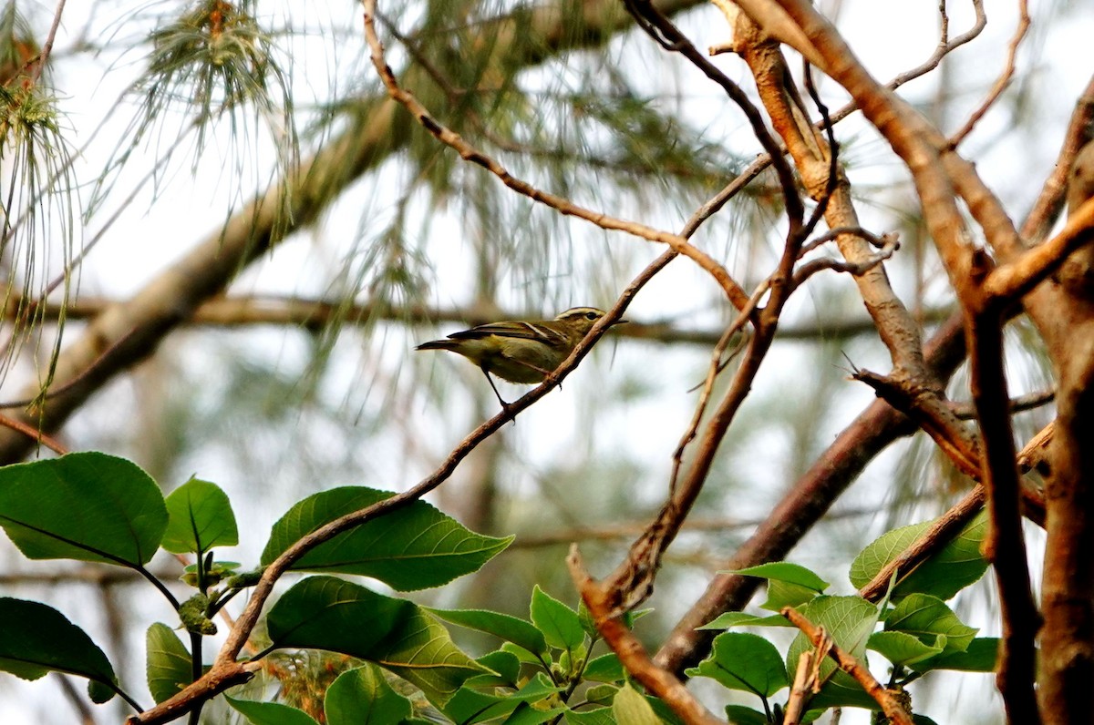 Yellow-browed Warbler - ML617816301