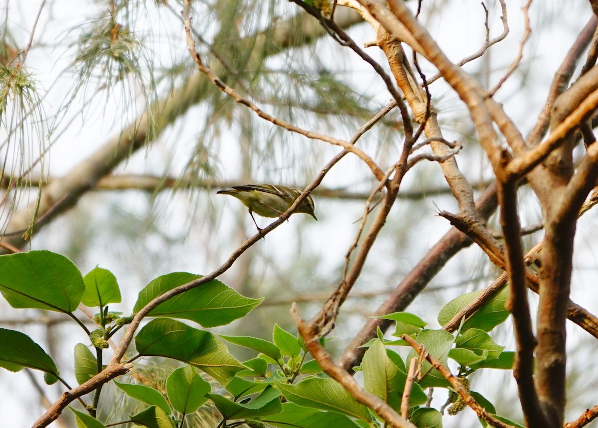 Yellow-browed Warbler - ML617816302